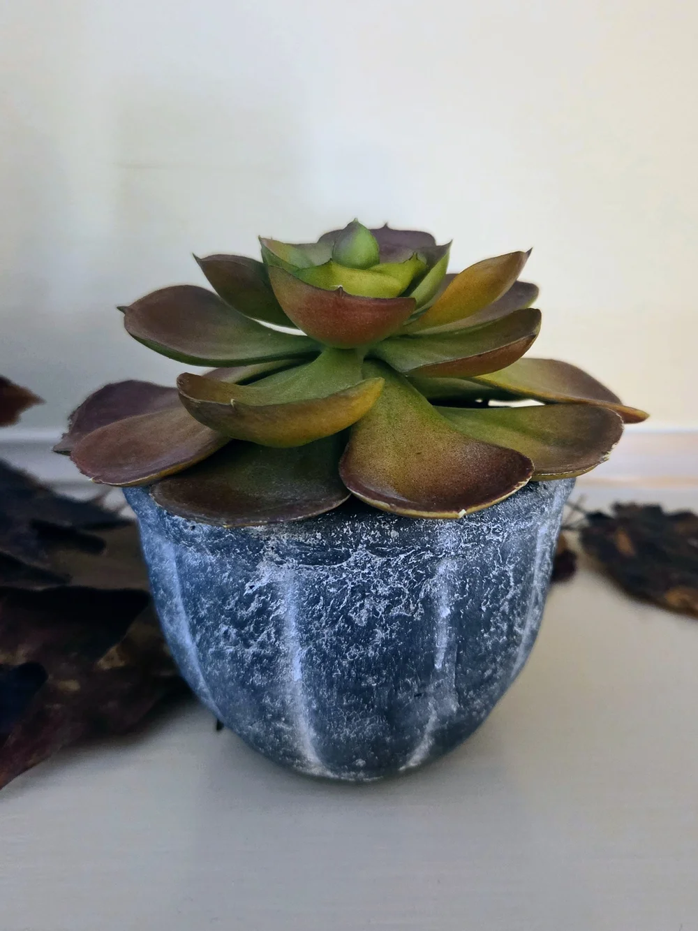 Crate&Barrel Faux Succulent in Distressed Gray Pot - Fall Plant Decor